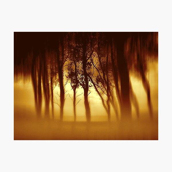 Morning Tree Silhouette(Sepia) Photographic Print