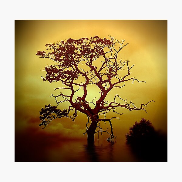 Evening Tree Photographic Print