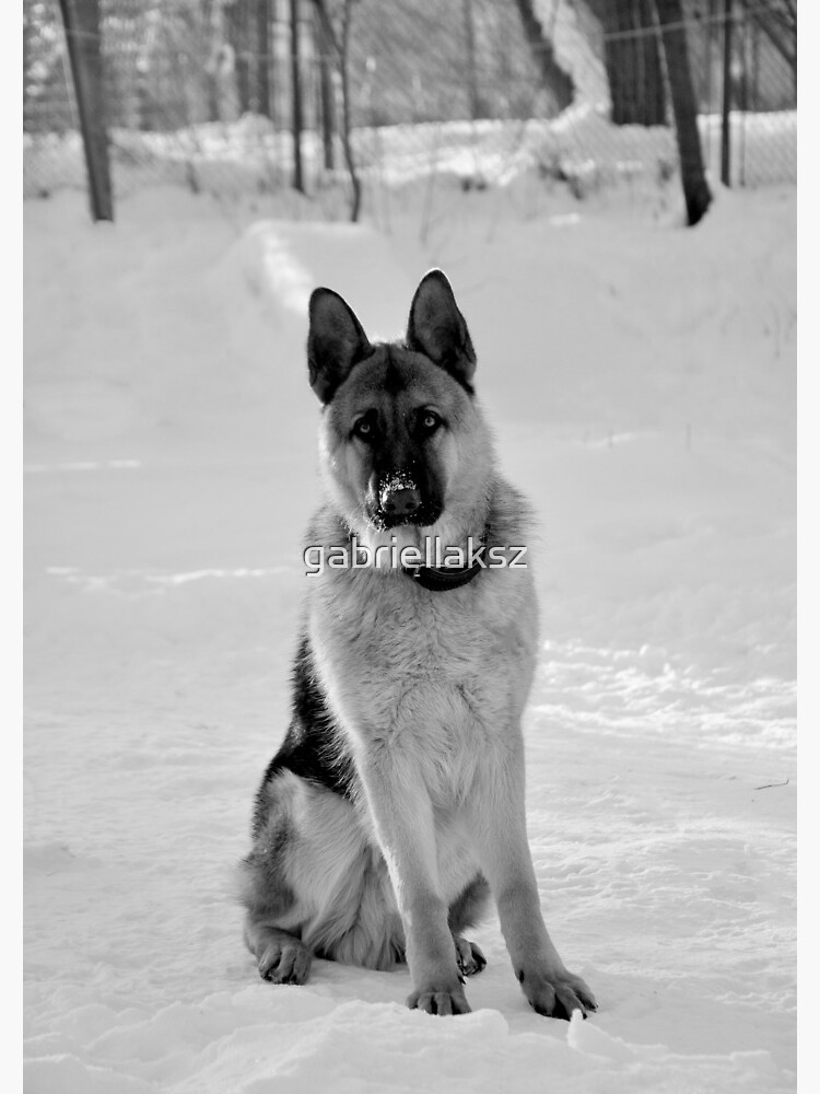 Staying watch - German shepherd by gabriellaksz