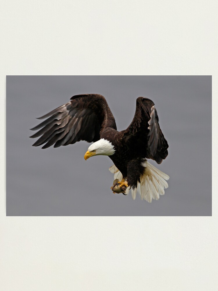 Alternate view of Braking Hard Photographic Print