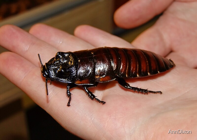 giant cockroach stuffed animal