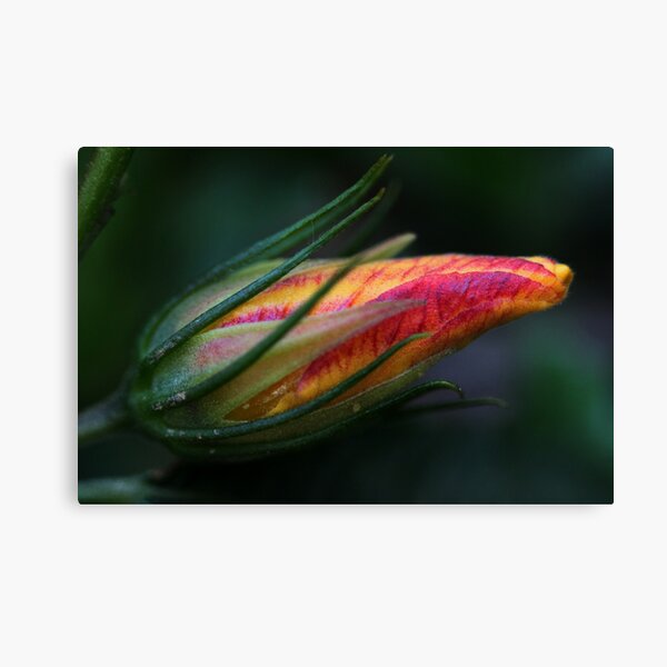 Hibiscus divaricatus Canvas Print