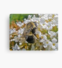 Busy Bumble Bee Metal Print