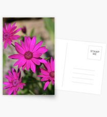 Senetti Postkarten