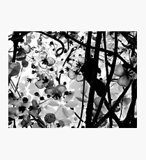The Chocolate Vine Photographic Print