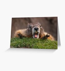 Marmot Surprise Greeting Card
