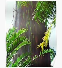 Rainbow eucalyptus Poster
