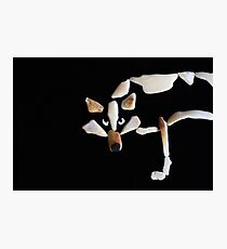 Timber Wolf Photographic Print