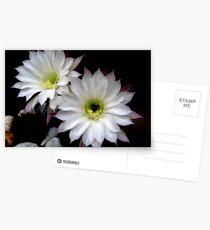 Life is beautiful Postcards