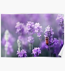 Bee in Lavender Poster