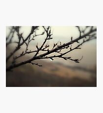 Raindrop Photographic Print
