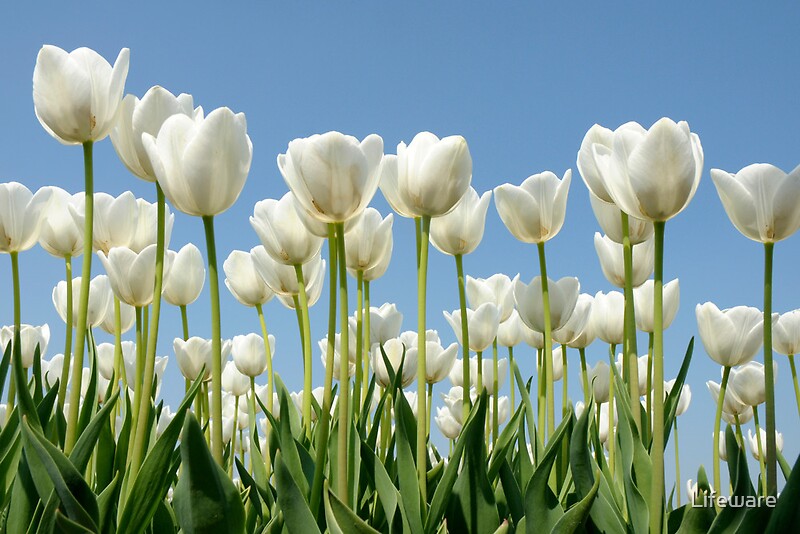 "White tulips" by Lifeware | Redbubble