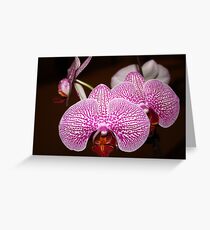 Little Orchids Greeting Card