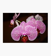 Little Orchids Photographic Print