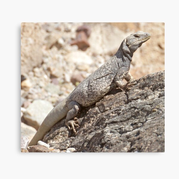 Chuckwalla Canvas Print