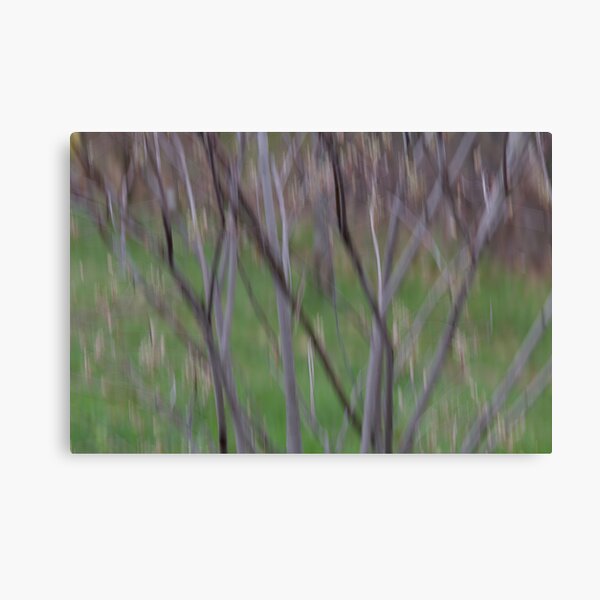 Spring Rain Canvas Print