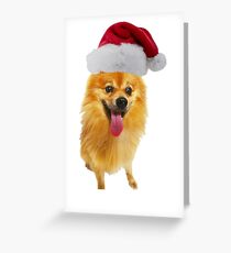 Pomeranian Christmas Greeting Card