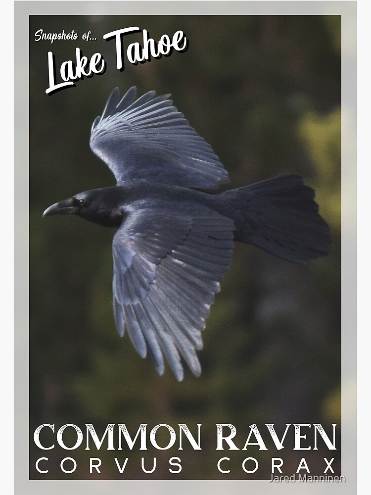 Snapshots of Tahoe: Common Raven by JaredManninen