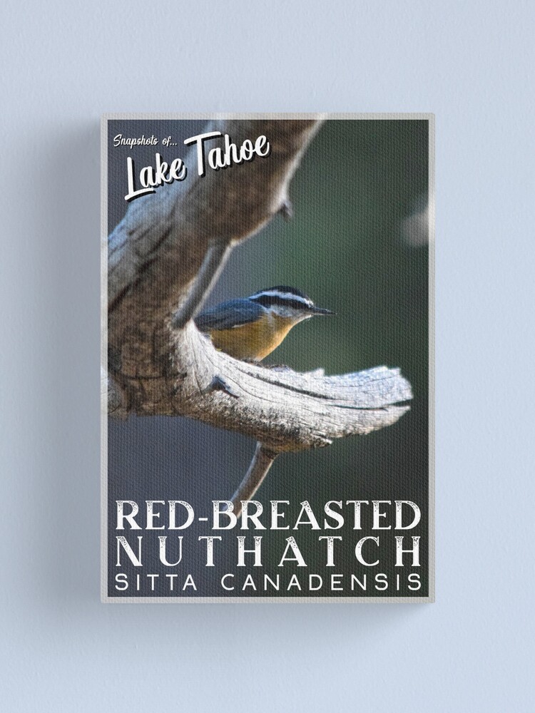Alternate view of Snapshots of Tahoe: Red-Breasted Nuthatch Canvas Print