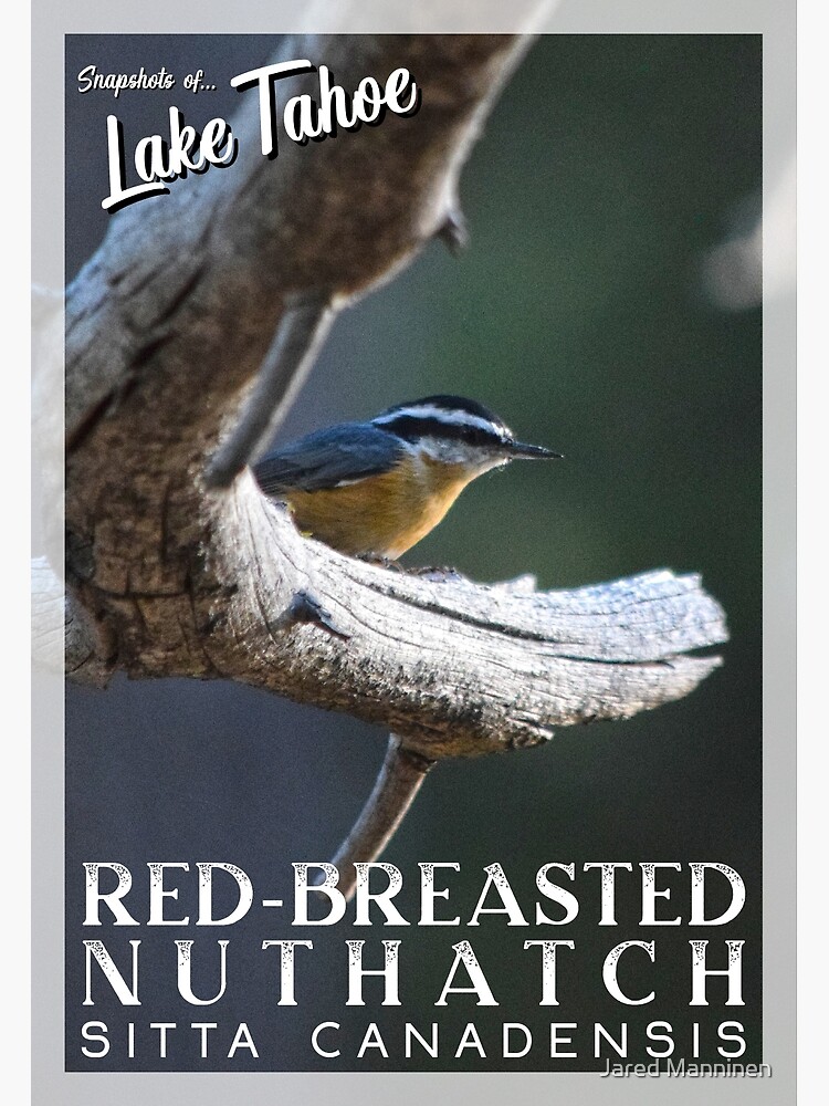 Snapshots of Tahoe: Red-Breasted Nuthatch by JaredManninen