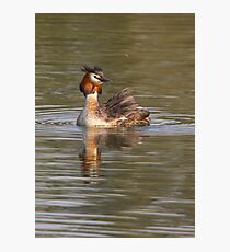 Grebe Photographic Print