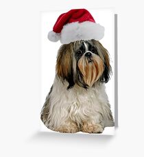 Shih Tzu Christmas Greeting Card
