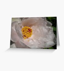 White Tree Peony Greeting Card
