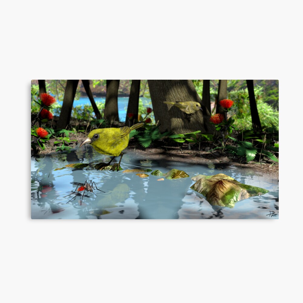 Oahu Amakihi Canvas Print
