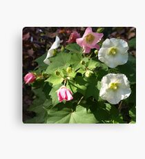Rose of Sharon Canvas Print