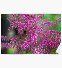 False Goats Beard Poster