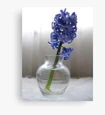 Blue Hyacinth on White Leinwanddruck