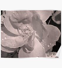 Manipulated Rose Poster