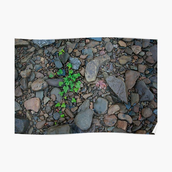 River Ivy Poster