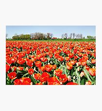 Tulips from Flakkee..... Photographic Print