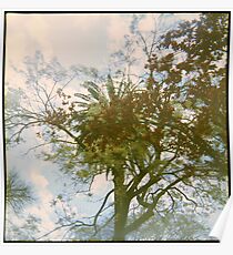 The City of Trees Poster