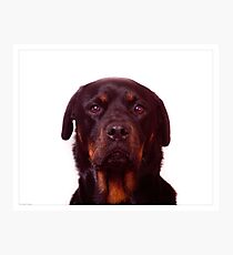 Rottweiler Photographic Print