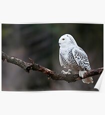 Snowy Owl Poster