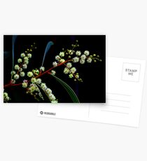 Acacia falcata Postcards