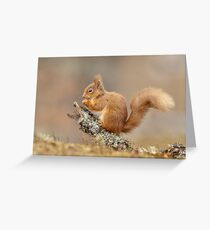 Red Squirrel on Lichen Branch Greeting Card