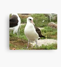 Wisdom, A Story Of Hope And Survival Canvas Print