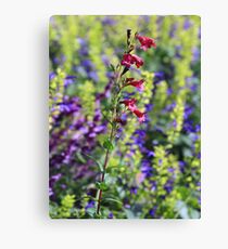 Penstemon Leinwanddruck