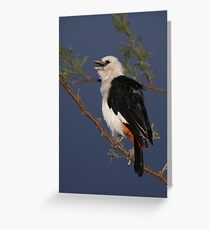 White-headed Buffalo-weaver, Tanzania Greeting Card