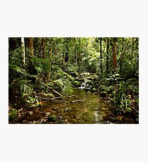 Rainforest Photographic Print