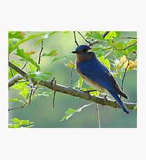 Bluebird Photographic Print