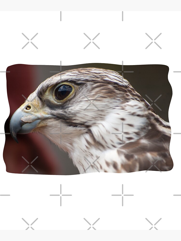 hawk by cnadia