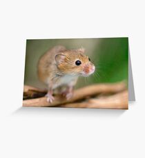 Happy Harvest Mouse Greeting Card