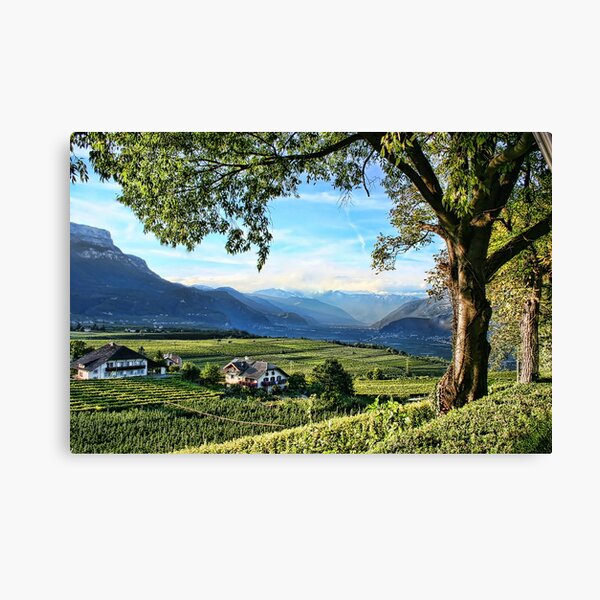 Italian Vineyards Canvas Print