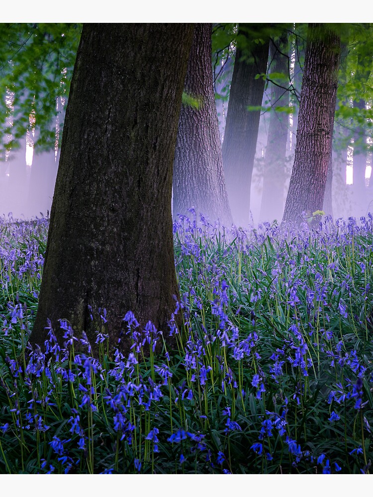 Am I dreaming? by redtree