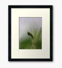 Insect Framed Print