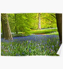 Spring in the Woods Poster